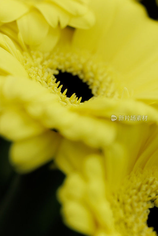 黄色德兰士瓦雏菊(Gerbera Jamesonii)特写